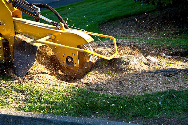 Best Tree Root Removal  in Socastee, SC